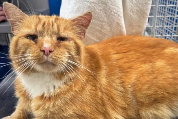 Gato Ginge