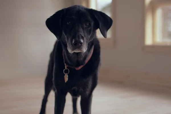 Transtorno de ansiedade: os animais também sofrem com a doença