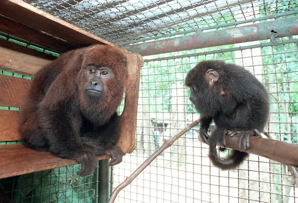 Febre amarela mata todas as famílias de macacos bugios de parque em SP