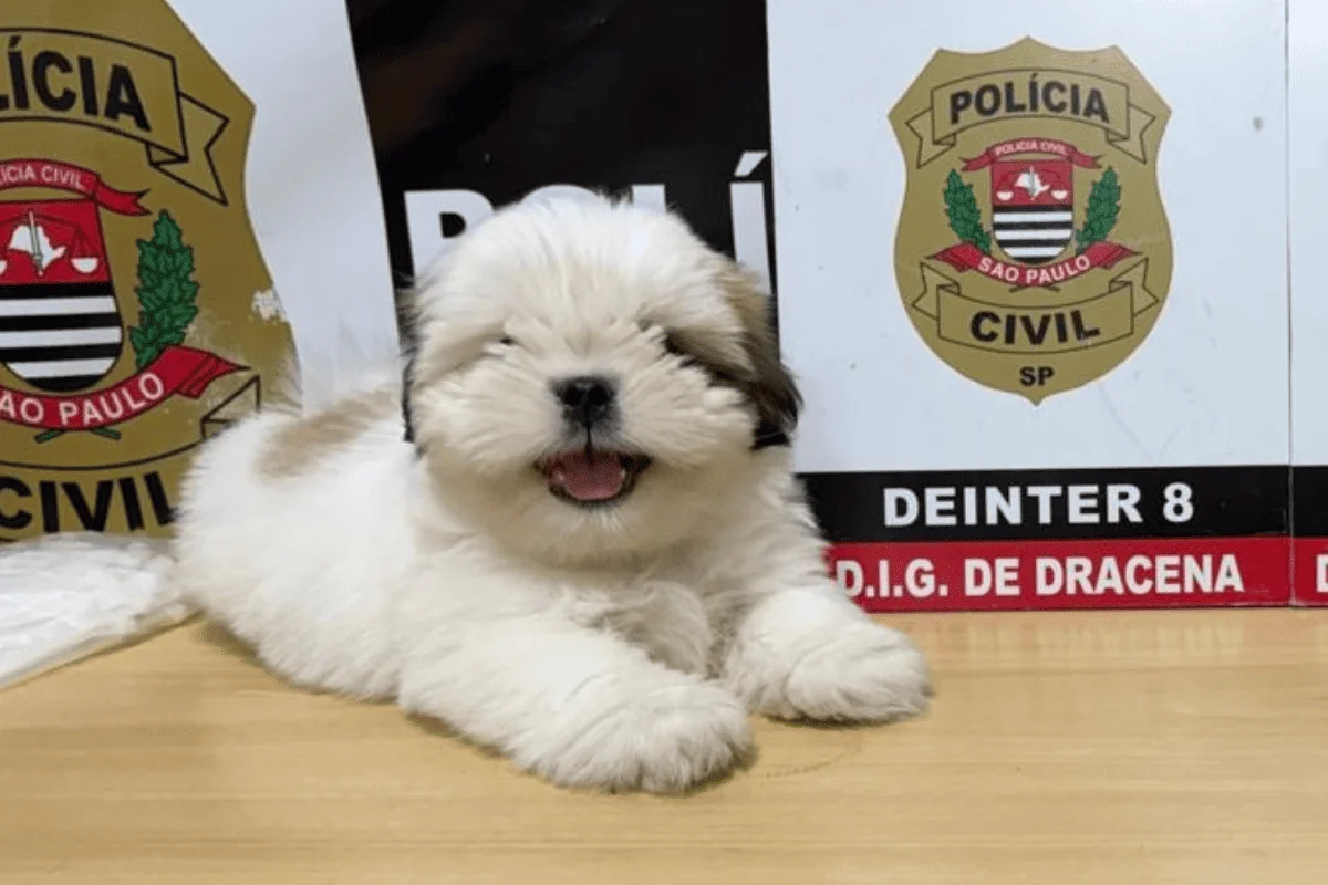 Alerta de fofura: filhote de Shih-tzu é resgatado após 10 dias desaparecido Alerta de fofura: filhote de Shih-tzu é resgatado após 10 dias desaparecido