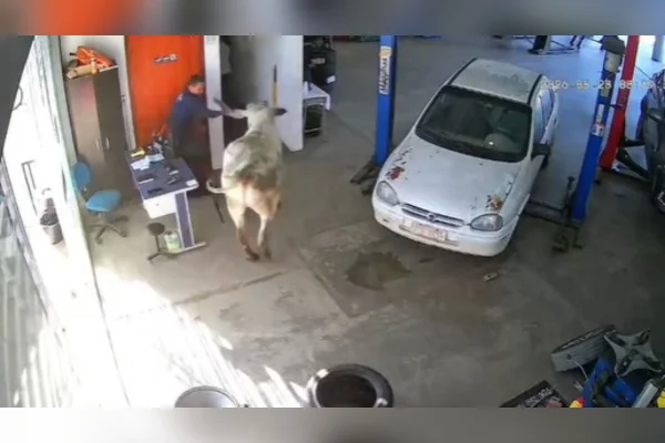 Boi invade oficina mecânica no Sul de Minas