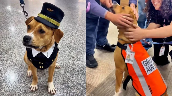 Fotos coloridas de cadela em Aeroporto de Guarulhos