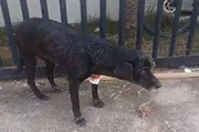 O cão foi atacado por cachorro de homem que destruiu abrigo de cães comunitários O cão foi atacado por cachorro de homem que destruiu abrigo de cães comunitários