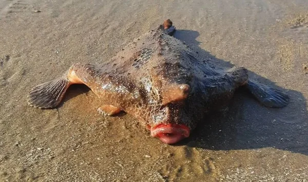 Peixe-morcego
