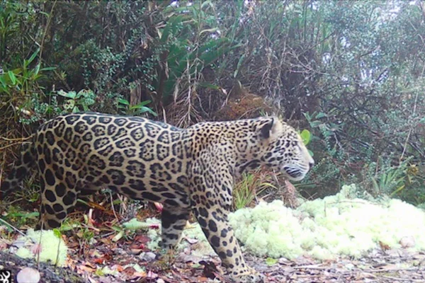 Rara onça-pintada-das-nuvens reaparece após uma década de espera