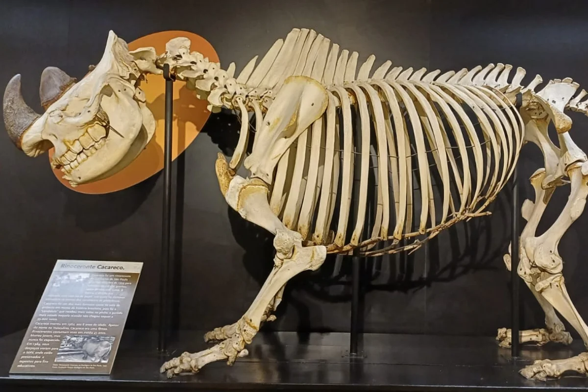 Rinoceronte Cacareco Museu de Anatomia Veterinária da FMVZ-USP Rinoceronte Cacareco Museu de Anatomia Veterinária da FMVZ-USP