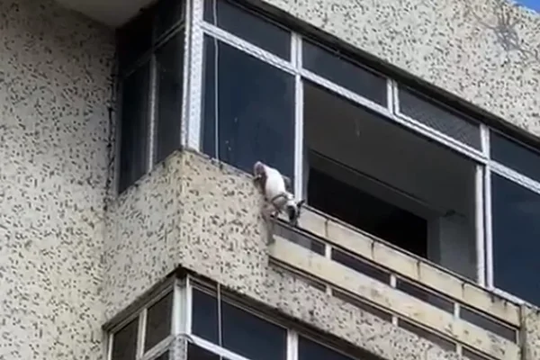 Vídeo. Cadela cai do 6° andar de prédio e é reencontrada por dono