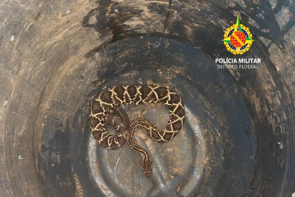 Polícia Ambiental resgata cobra cascavel