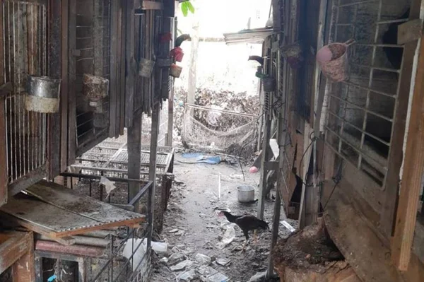 Batalhão Ambiental apreende suspeito de promover rinha de galos em Manaus