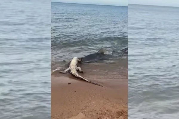 Imagem colorida de tubarão mordendo crocodilo