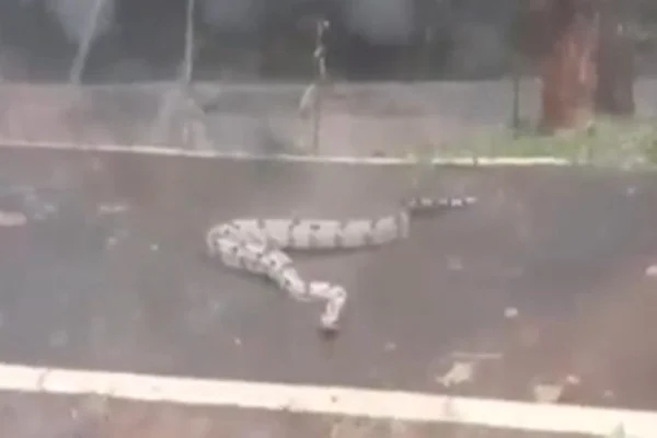 Jiboia é flagrada em pista de caminhada em parque de Goiânia - Metrópoles