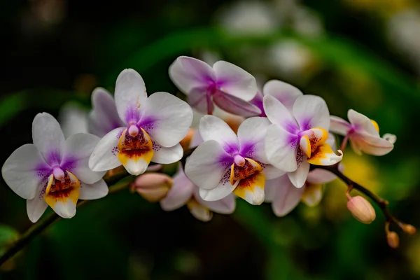 Orquídea como cultivar e fazer a planta durar por anos