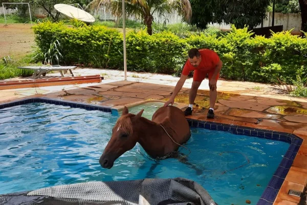 Égua piscina resgatada bombeiros goias