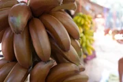 As bananas selvagens são menos doces, mais firmes e ricas em fibras