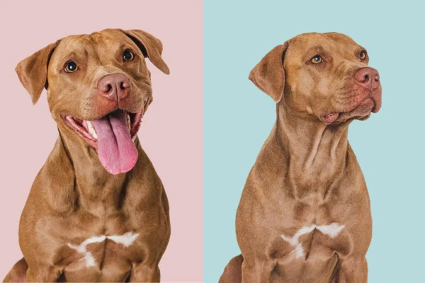 Montagem de duas imagens coloridas de cachorro com diferentes expressões; feliz e triste