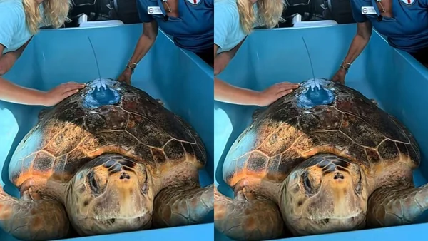tartaruga devolvida a natureza nos EUA