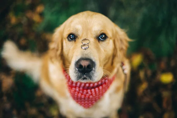 cachorro equilibrando duas alianças no focinho