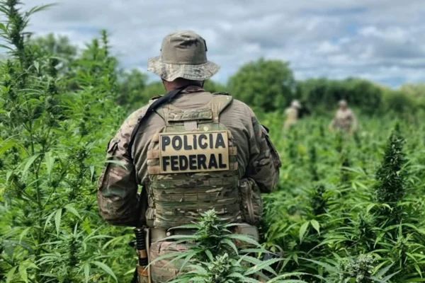 Foto colorida de agente da Polícia Federal em ação que erradicou 286 mil pés de maconha em Pernambuco