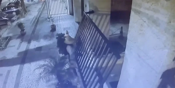 Homem furta portão na Tijuca