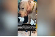 O animal sofreu ferimentos no rosto, levou 32 pontos na cabeça, perdeu parte da gengiva e teve parte das funções do lado esquerdo da face paralisados O animal sofreu ferimentos no rosto, levou 32 pontos na cabeça, perdeu parte da gengiva e teve parte das funções do lado esquerdo da face paralisados