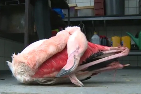 Solte suas asas neste Carnaval com uma maquiagem de flamingo