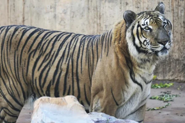 Tigre Rabisco morre aos 16 anos no Zoo de Brasília