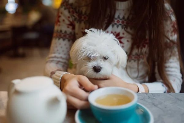 cachorro tomando chá