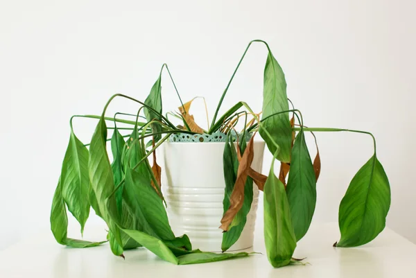 planta murcha