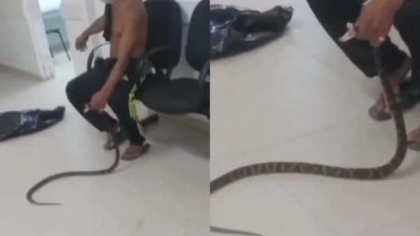 Imagem colorida, imagens de câmeras de segurança flagram homem levando cobra viva para o hospital