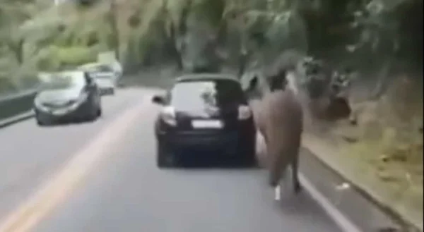 Cavalo é arrastado por carro