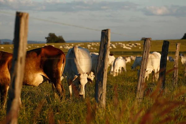 Exclusivo: inseticidas tóxicos são usados ilegalmente na alimentação de gado - destaque galeria