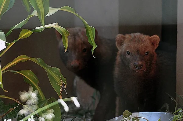 Zoológico de Brasília abriga casal de cachorros-vinagre