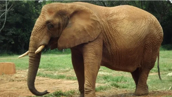 Elefante Beré, de espécie ameaçada de extinção, morre no zoológico de BH