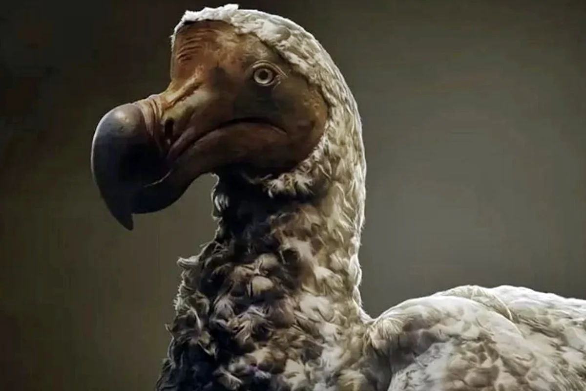 Extinção de animais não pode ser desfeita e genética pode explicar por que