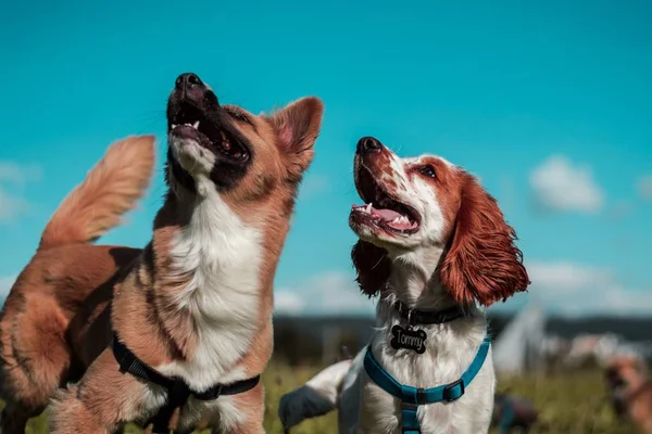 Brasília vai ganhar parque de diversões para pets