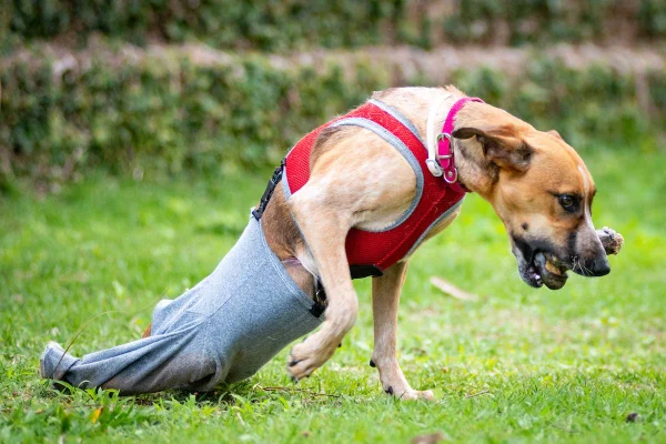 Deficiência como sentença: cães esperam há anos por adoção no DF