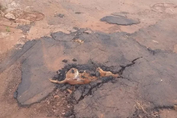 buraco cachorro asfalto itumbiara goias (2)