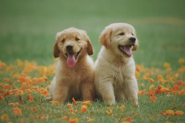 Fofura! Filhotes de labrador brigam e levam bronca da mãe