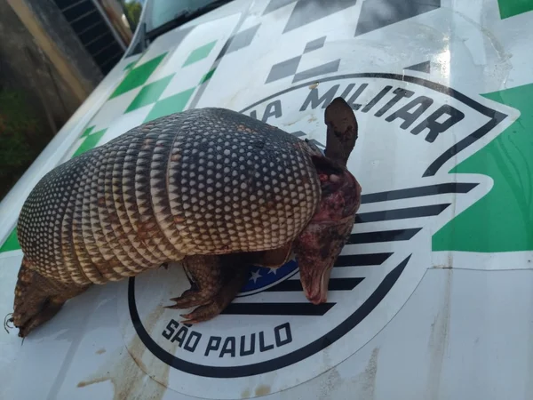 foto colorida de tatu-galinha abatido sobre viatura da Polícia Ambiental em SP - Metrópoles