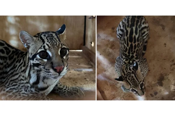 Montagem colorida de uma jaguatirica que foi resgatada no MT após atacar um gato - Metrópoles