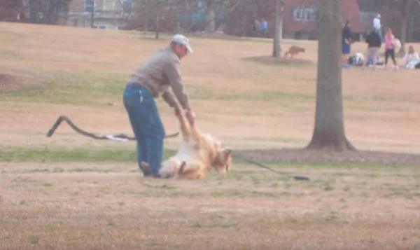 Cachorro se finge de morto para dono ficar mais tempo no parque