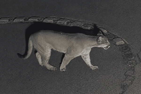 Onça invade casa de condomínio e ataca pitbull na zona norte de SP - destaque galeria Onça invade casa de condomínio e ataca pitbull na zona norte de SP - destaque galeria
