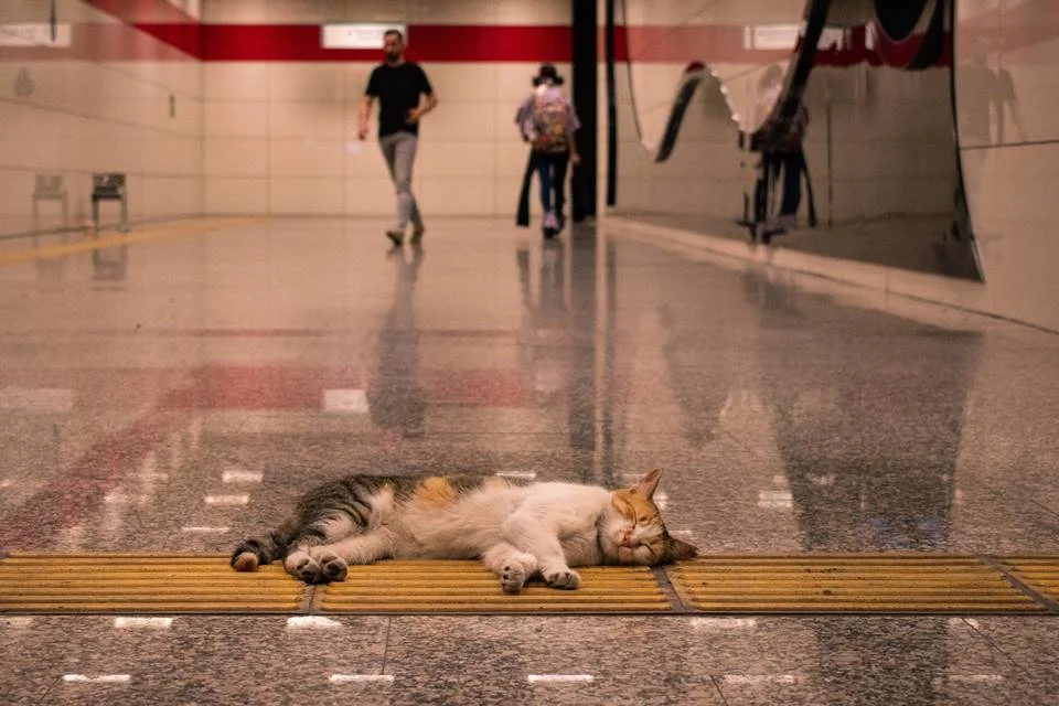 Os gatinhos não escolhem muito o lugar de dormir quando estão cansados Os gatinhos não escolhem muito o lugar de dormir quando estão cansados