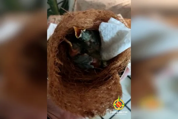 filhotes de pássaros em ninho