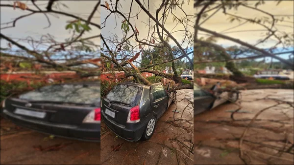 Árvore cai e destrói carro de brasiliense na Chapada dos Veadeiros