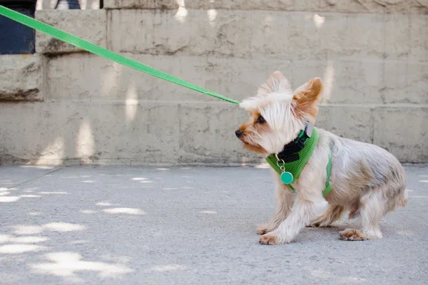 cachorro de pelagem clara com coleira verde