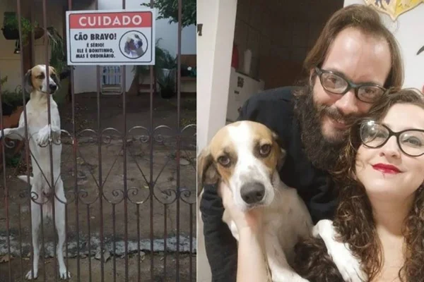 Cão Bravo