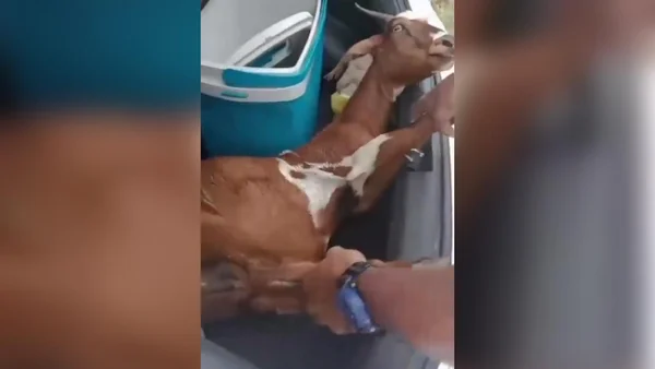 Vídeo: torcedores de organizada do CSA capturam bode na estrada