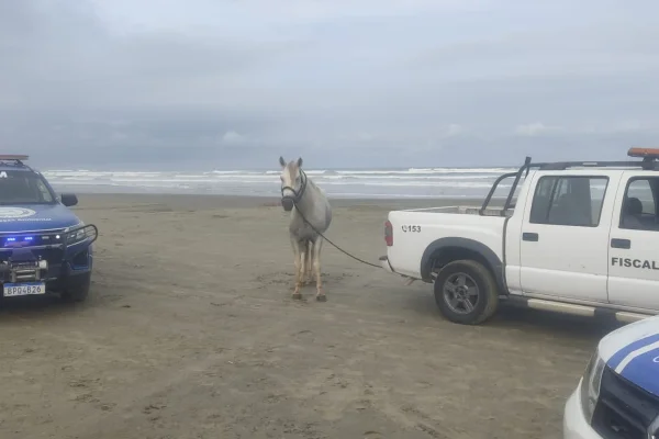 Imagem colorida de cavalo apreendido por agentes de fiscalização da Prefeitura de Peruíbe (SP). Condutor aparentava estar bêbado, no mesmo local em que mulher morreu atropelada por charrete. - Metrópoles
