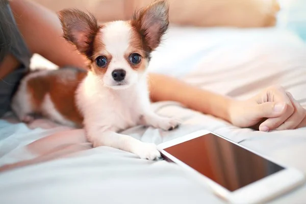 Estudo prova que os cães também sabem fazer contas